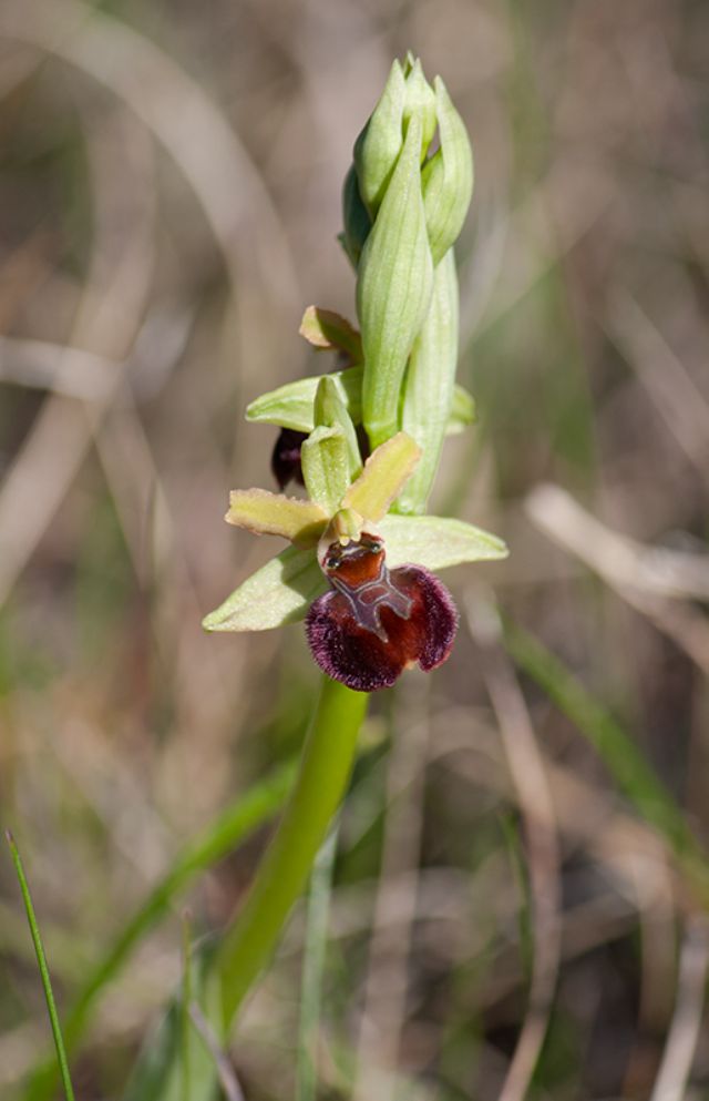Ophrys della sezione Araniferae
